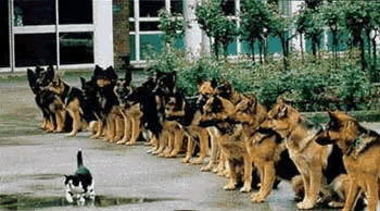 14 bergers sur une chatte